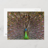 Peacock Postkarte (Vorne/Hinten)