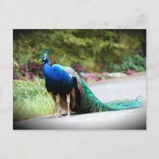 Peacock Postkarte