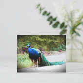 Peacock Postkarte (Stehend Vorderseite)