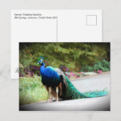Peacock Postkarte (Vorne/Hinten)