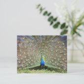 Peacock Postkarte (Stehend Vorderseite)