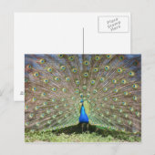 Peacock Postkarte (Vorne/Hinten)
