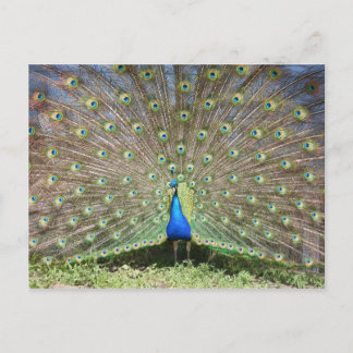 Peacock Postkarte