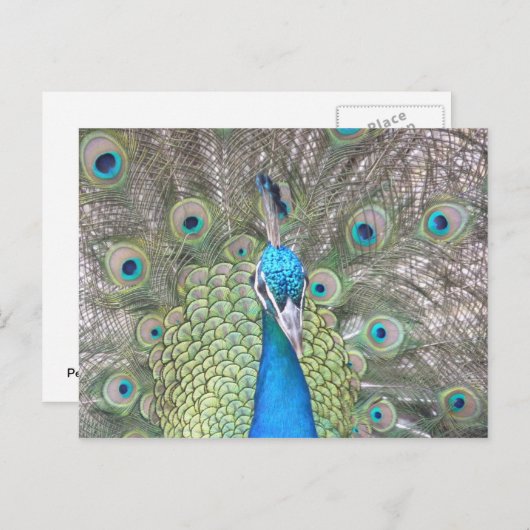 Peacock Postkarte (Vorne/Hinten)