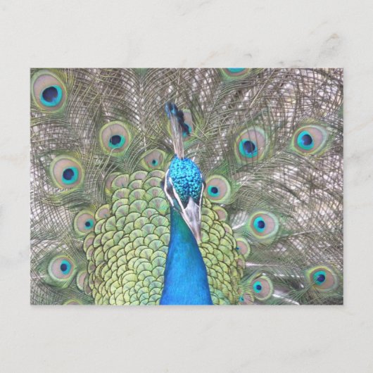 Peacock Postkarte (Vorderseite)