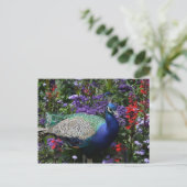 Peacock Postkarte