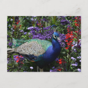 Peacock Postkarte