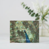 Peacock Postkarte (Stehend Vorderseite)