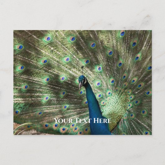 Peacock Postkarte (Vorderseite)