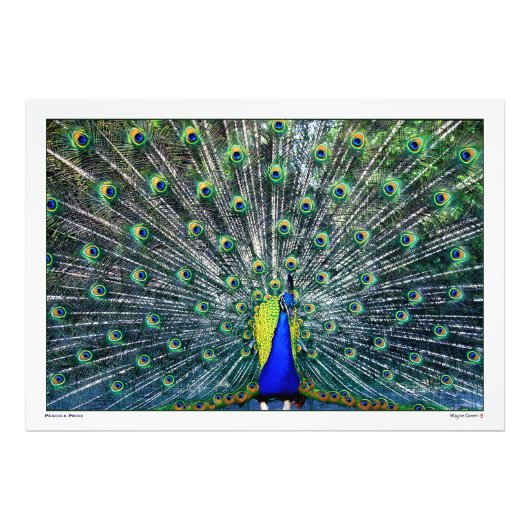 PEACOCK PRIDE FOTODRUCK (Vorne)