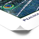 PEACOCK PRIDE FOTODRUCK (Ecke)