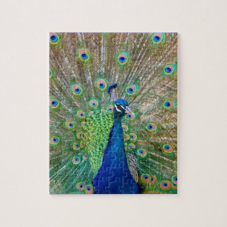 Peacock Puzzle