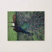 Peacock Puzzle (Horizontal)