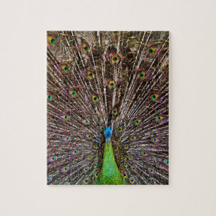 Peacock Puzzle