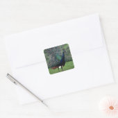Peacock Quadratischer Aufkleber (Umschlag)