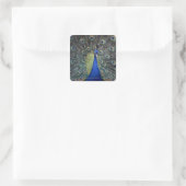 Peacock Quadratischer Aufkleber (Tasche)