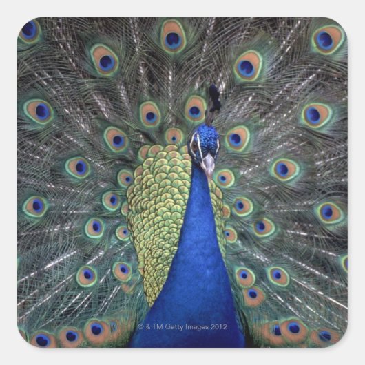 Peacock Quadratischer Aufkleber (Vorderseite)