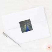 Peacock Quadratischer Aufkleber (Umschlag)