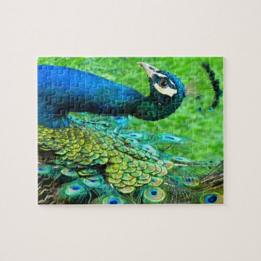 Peacock Radiance Puzzle (Horizontal)