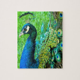 Peacock Radiance Puzzle