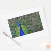Peacock Rechteckiger Aufkleber (Umschlag)