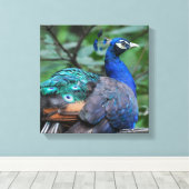 Peacock Roosting Canvas Print Leinwanddruck (Insitu (Holzboden))