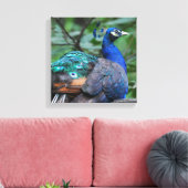 Peacock Roosting Canvas Print Leinwanddruck (Insitu (Wohnzimmer))