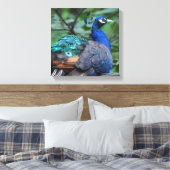 Peacock Roosting Canvas Print Leinwanddruck (Insitu (Schlafzimmer))
