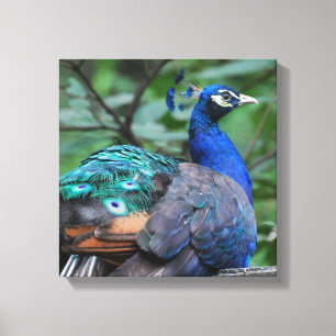 Peacock Roosting Canvas Print Leinwanddruck