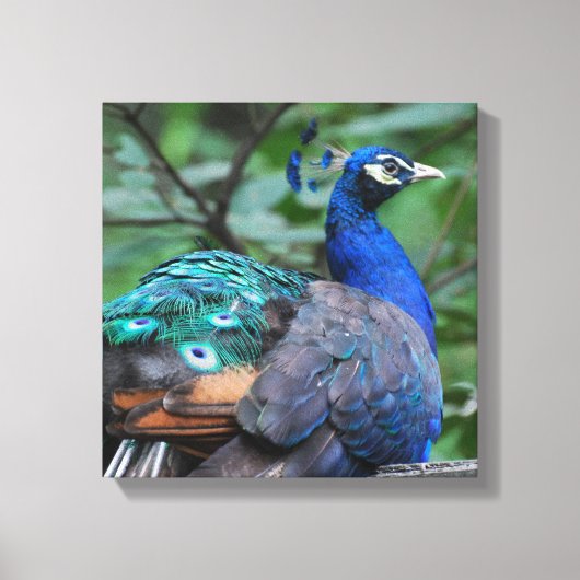 Peacock Roosting Canvas Print Leinwanddruck (Vorderseite)