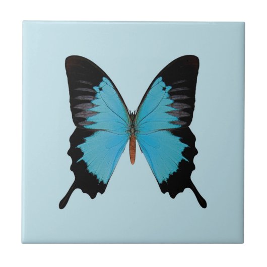 Peacock Royal Fliese (Vorderseite)