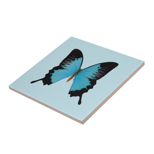 Peacock Royal Fliese (Seite)