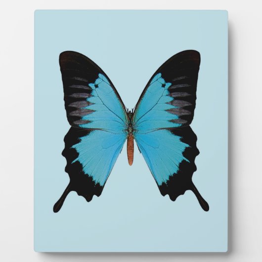 Peacock Royal Fotoplatte (Vorderseite)