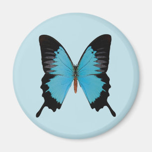 Peacock Royal Magnet