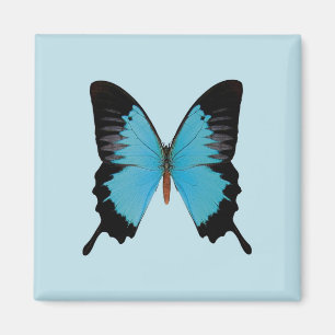 Peacock Royal Magnet