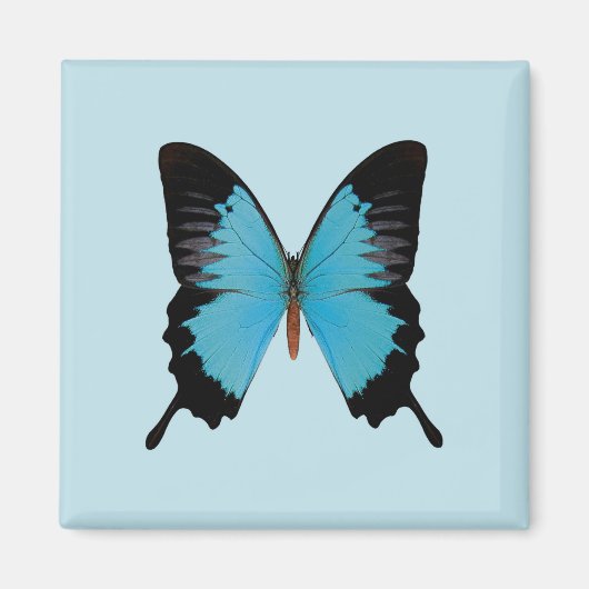 Peacock Royal Magnet (Vorne)