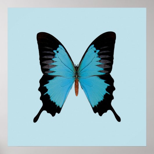 Peacock Royal Poster (Vorne)