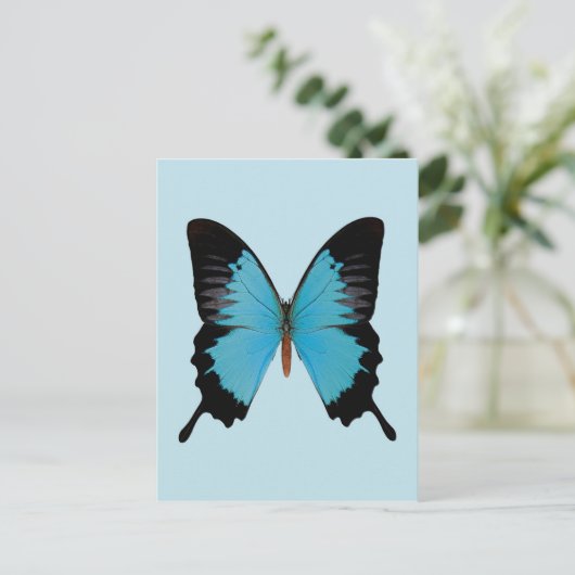 Peacock Royal Postkarte (Stehend Vorderseite)