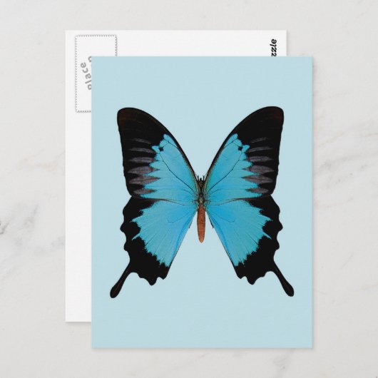 Peacock Royal Postkarte (Vorne/Hinten)