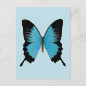 Peacock Royal Postkarte (Vorderseite)