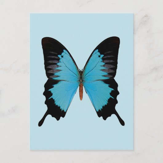 Peacock Royal Postkarte (Vorderseite)