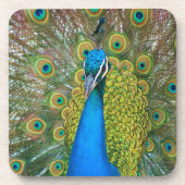 Peacock S9K.jpg Untersetzer (Vorderseite)