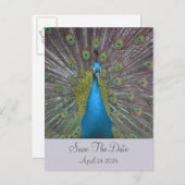 Peacock Save the Date Ankündigungspostkarte (Vorne/Hinten)