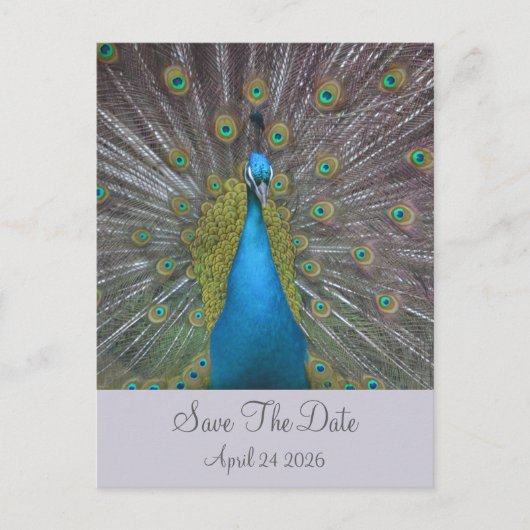 Peacock Save the Date Ankündigungspostkarte (Vorderseite)