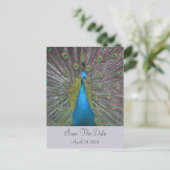 Peacock Save the Date Ankündigungspostkarte (Stehend Vorderseite)