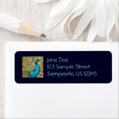 Peacock Schöne Naturfotografie (Insitu)