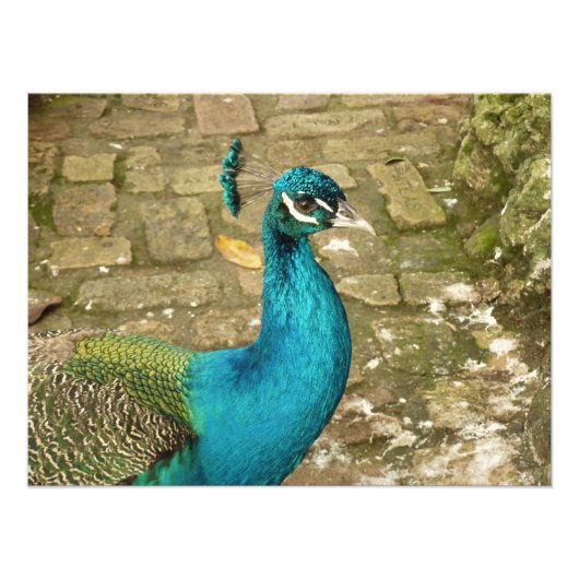 Peacock Schöne Naturfotografie Fotodruck (Vorne)