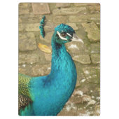 Peacock Schöne Naturfotografie Klemmbrett (Rückseite)