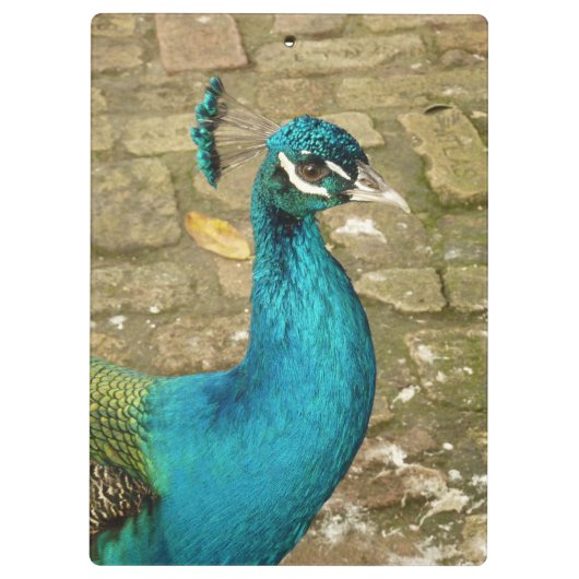 Peacock Schöne Naturfotografie Klemmbrett (Rückseite)