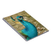 Peacock Schöne Naturfotografie Notizblock (Rechte Seite)